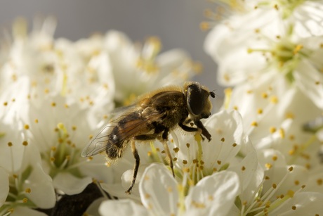 Kleine bijvlieg