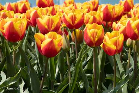 Tulpen