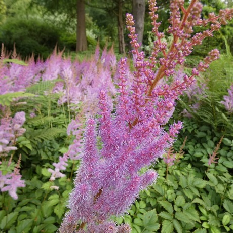 Arboretum Rotterdam