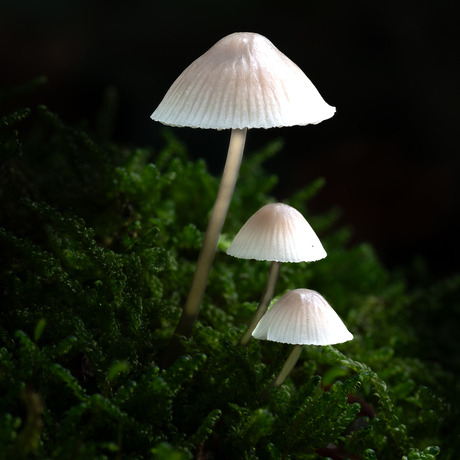 paddenstoel in het bos