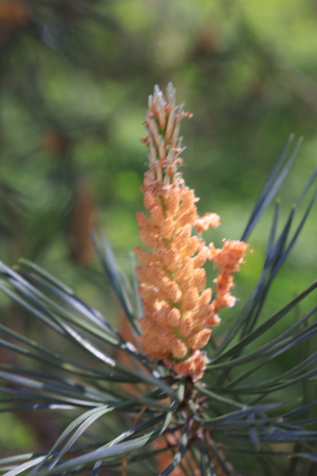 natuur fotografie 