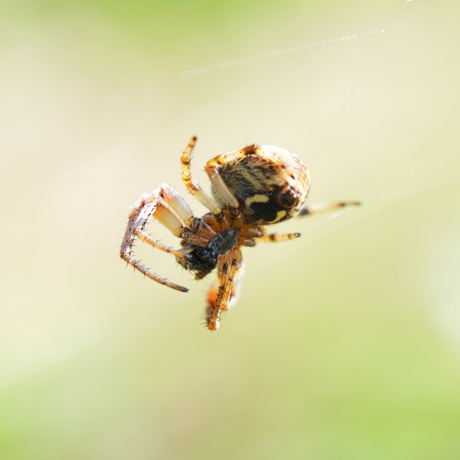 "zwevende" spin