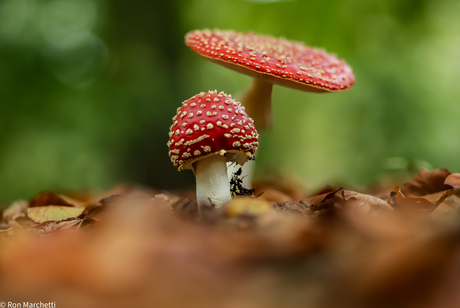 Paddenstoelen en nog eens paddenstoelen ,ze schieten uit de grond en zijn een dankbaar foto object.