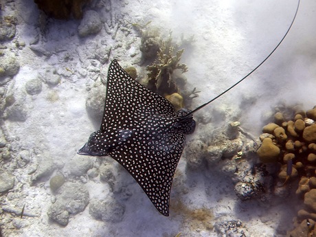 Spotted eagle ray na het eten 