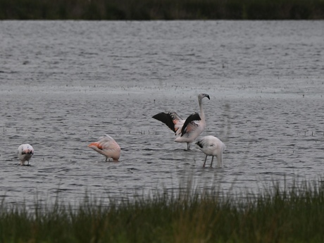Flamingo’s in de Groote Peel