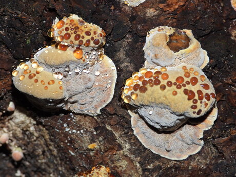 De Inonitus radiatus