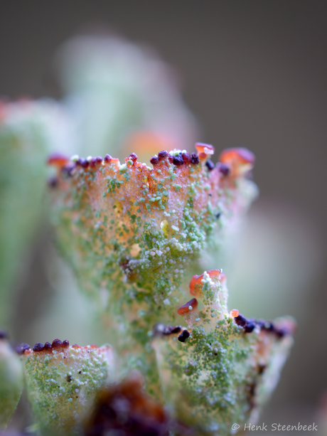 Mastlarni qanday sikishgan (haqiqiy video) Porno nonvoyxona Frantsiya