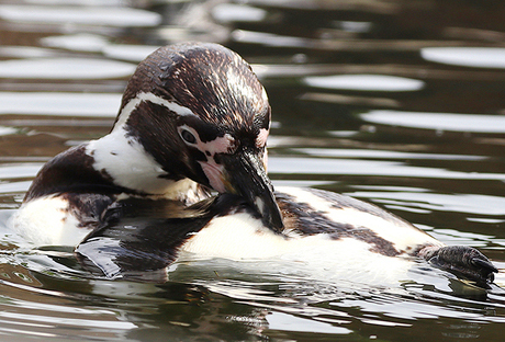  afrikaanse pinguïn