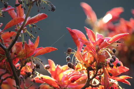 herfst in de achtertuin