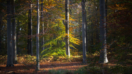 the leafs are falling