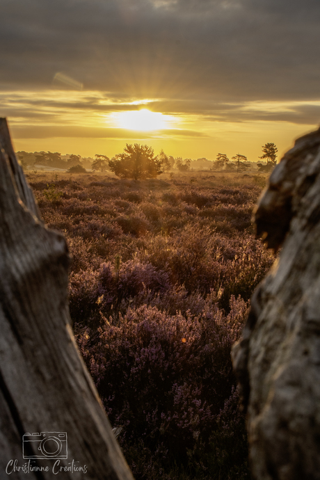 Alsof je even in een droom stapt: gouden zonnestralen, paarse heide en een stilte die je omarmt.