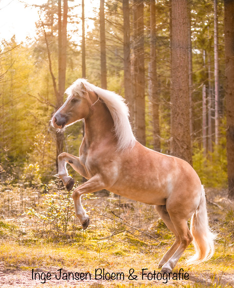 Steigerend paard in prachtige bos