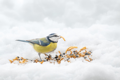 Pimpelmeesje in de sneeuw 