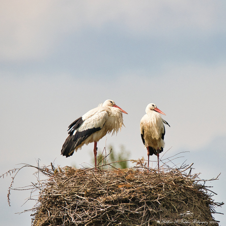 Ooievaars op nest