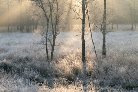 Winter light