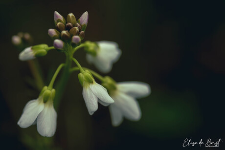 Pinksterbloem met Pasen