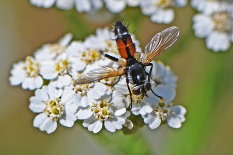 Brullaea ocypteroidea.