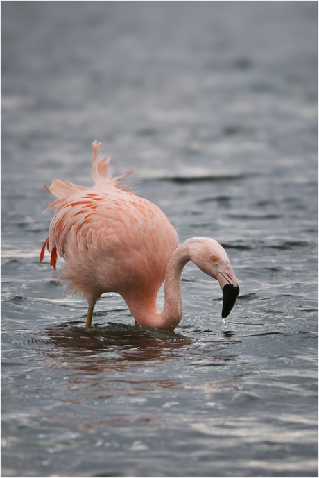 Altijd wel een beetje kleur