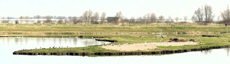 P1300294   De Lier  Het Kraainenest   Gruttoplas   UITSNEDE   6 mrt 2026  