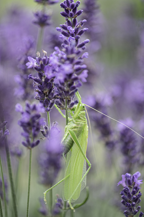 Sabelsprinkhaan in de Lavendel