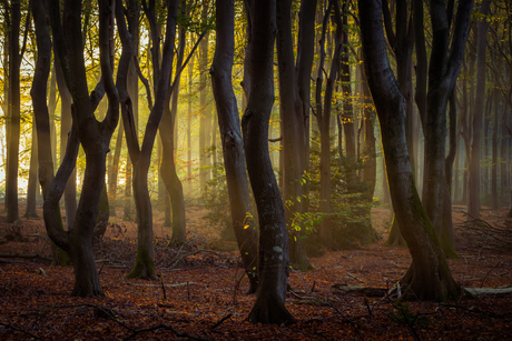 Eerste licht