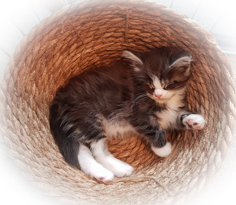 Jack van ChaGIDAbuba Cattery 