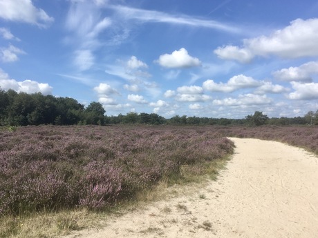 Op de grote stille heide