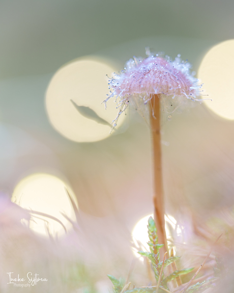 Knopschimmel op een paddenstoetje