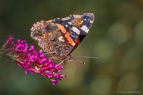 Atalanta trekvlinder