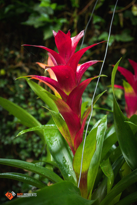 Kokerplant (Guzmania conifera)