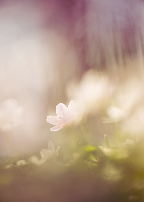 Romantische Bosanemoontjes