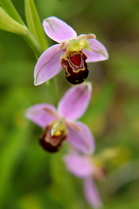 Close up Bloem