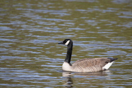 Canadese gans