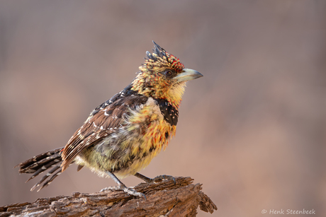 Crested barbet