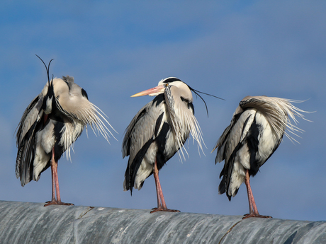 Drie poses op rioolbuis