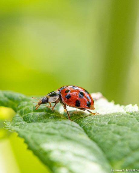 Ladybird 🐞
