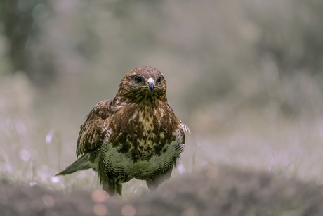 Buizerd