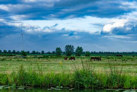 Paarden en windmolens