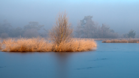 Winter in het Buurserzand