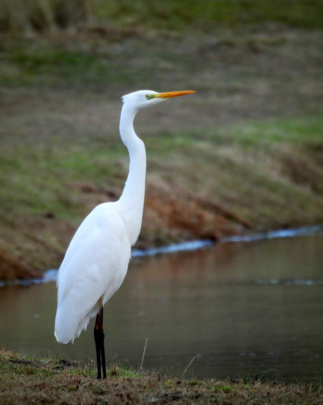Koninklijke verschijning