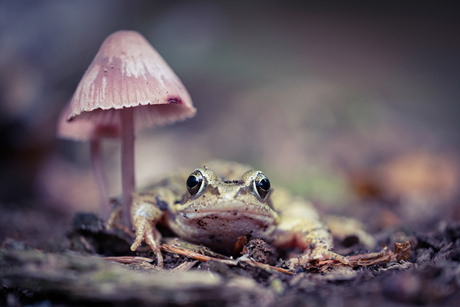 Beschutting gevonden