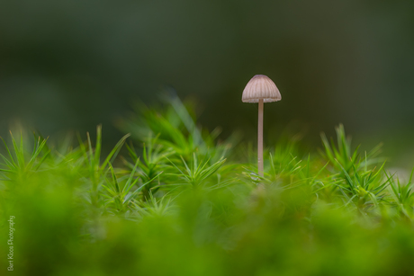 Kleine witte paddenstoel ( mycena )