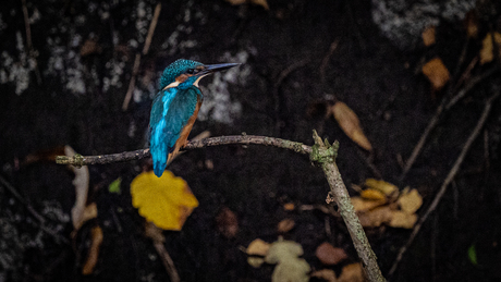 Ijsvogel in het park.