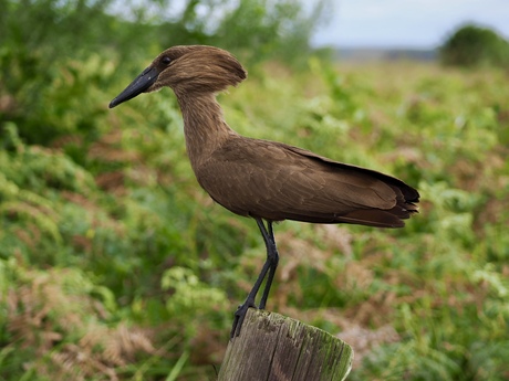 Hamerkop