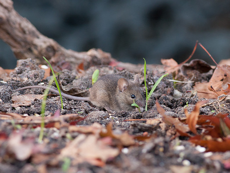 Huismuis.