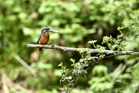 Wachten op het vrouwtje