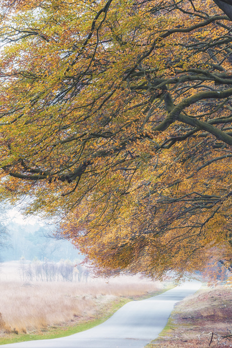 Herfstkleuren