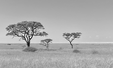 Sua Zoutpan - Makgadikgadi Pans - Botswana