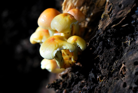 Paddenstoelen tegen het hout