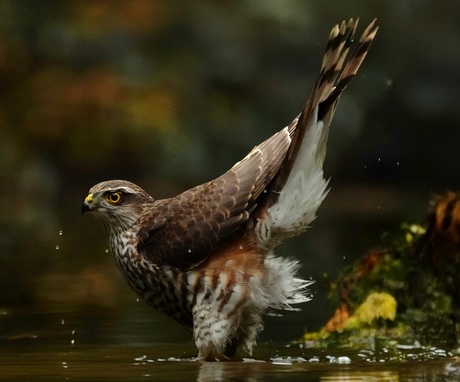 Sperwer in het water 